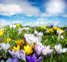 Frühlingszeit: Krokusse unter blauem Himmel :)
