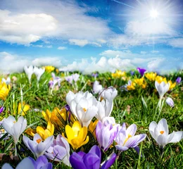Selbstklebende Fototapeten Frühlingszeit: Krokusse unter blauem Himmel :) © doris oberfrank-list