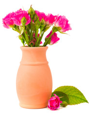 small roses isolated