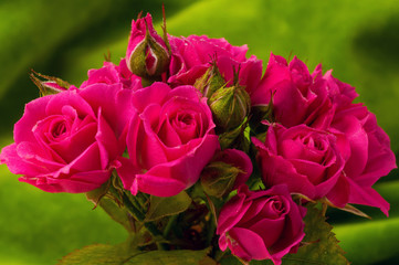 small roses on background