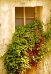 Overgrown Window of Old Building