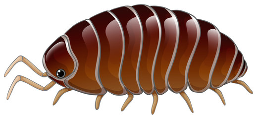 A woodlouse