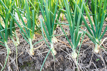 Obraz premium Onion plant in the farm ,agricultural in Thailand