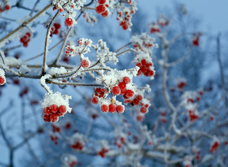 Red berries of viburnum with hoarfrost