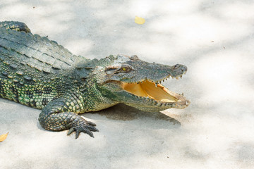Crocodile .