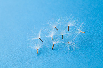 Dandelion seeds on blue background