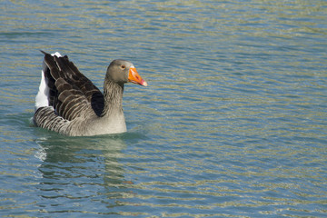 brown duck swimming in a lake