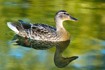 Duck swimming on a green lake, with duck reflection
