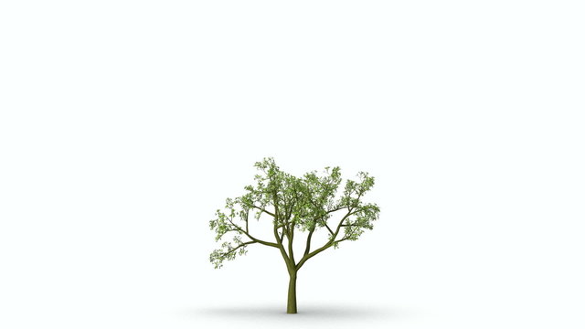 Growth of large green tree. Black and white mask.
