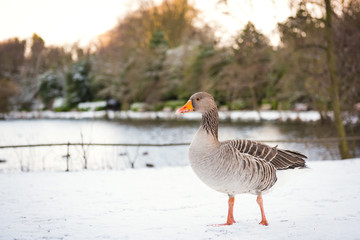 Wild goose, snow covered landscape, Edinburgh, Scotland