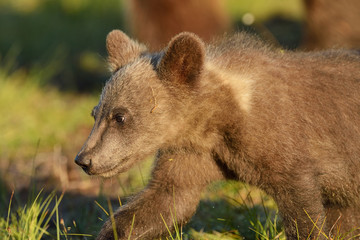 Brown bear cub closeup