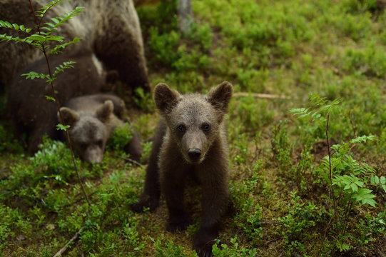 Bear cub closeup in forest