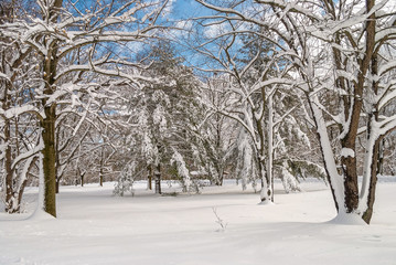 Obraz premium Snow Covered Trees