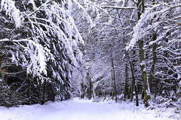 Winter Wonderland
