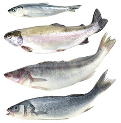 Fresh fish collage, isolated on white