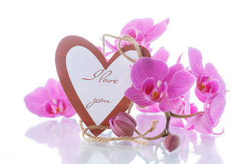 Beautiful purple phalaenopsis flowers
