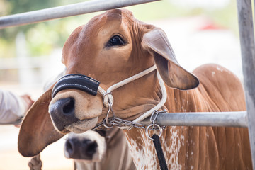 Beef cattle judging contest