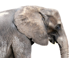 Obraz premium Elephant on White