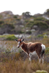 Buntbock (Damaliscus pygargus)