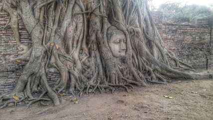 The head of the sandstone Buddha image Thailand