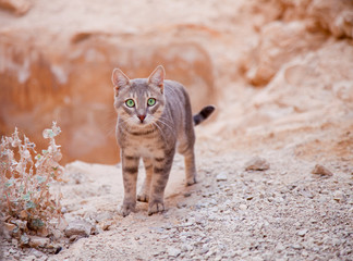 Young cat in desert