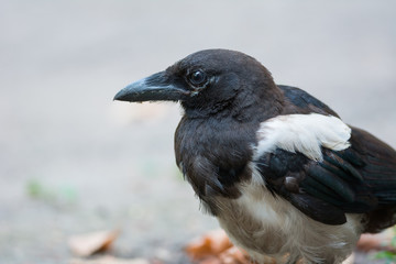 Juvenile Eurasian Magpie