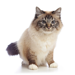 Obraz premium chat sacré de Birmanie