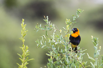 Male yellow bishop bird (Euplectes orix) displaying with puffed