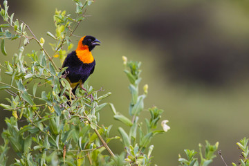 Male yellow bishop bird (Euplectes orix) displaying with puffed