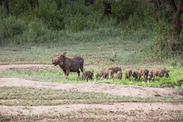 Warthogs near a water hole in Tarangire national park in Tanzani