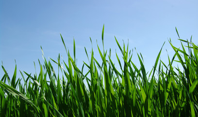 Obraz premium grass and sky