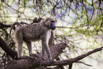 Baboon - Tarangire National Park - Wildlife Reserve in Tanzania,