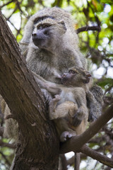 Baboon - Tarangire National Park - Wildlife Reserve in Tanzania,