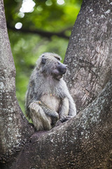 Baboon - Tarangire National Park - Wildlife Reserve in Tanzania,