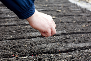 person planting grains in the ground in spring day.
