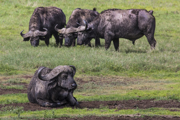 African buffalo (Syncerus caffer) on the grass.