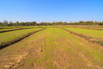 Rice sprout growing in the field