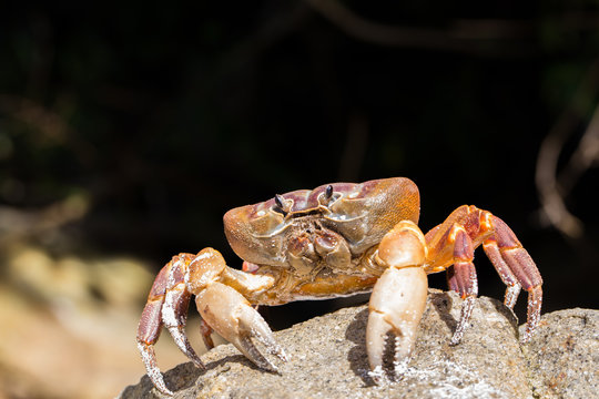 Hairy leg mountain crab, Tachai island, Thailand