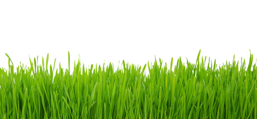 grass on white