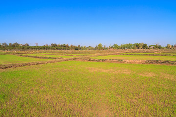 Fototapeta na wymiar Rice sprout growing in the field