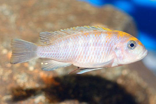 Pseudotropheus fish
