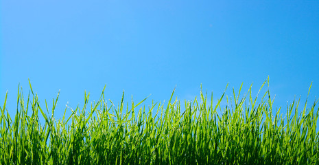 grass and sky