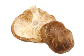 Closeup of two shitake mushrooms isolated on white background.
