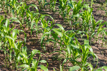 Young corn plant in the farm