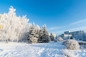 Snow-covered trees in the city of Moscow, Russia