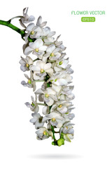 Vector image of orchid flower on white background © yod67