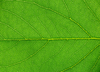 green leaf texture
