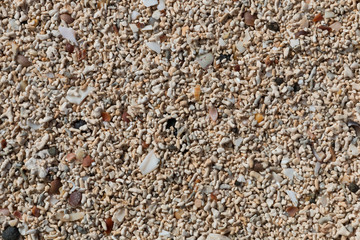 Coral Beach Macro