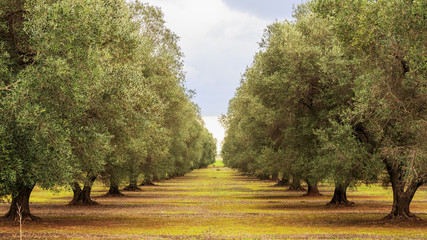 olive grove