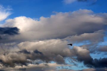 single bird flying in the clouds